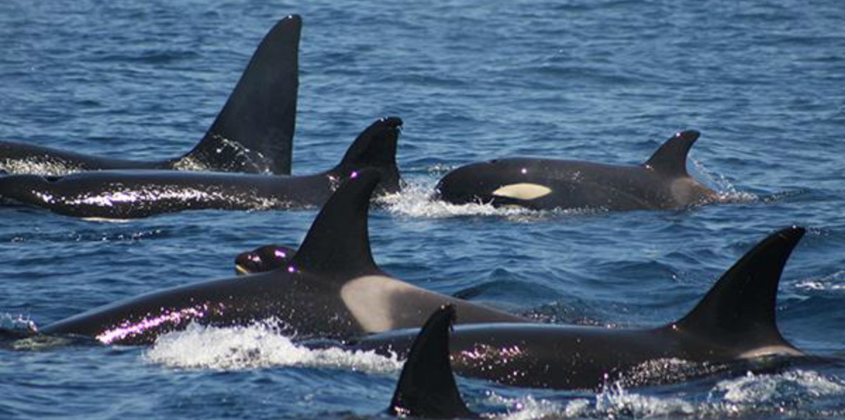 Ataques de orcas