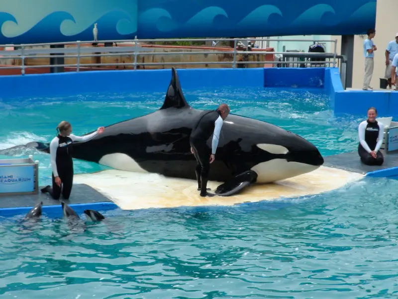 Miami Seaquarium orca Lolita