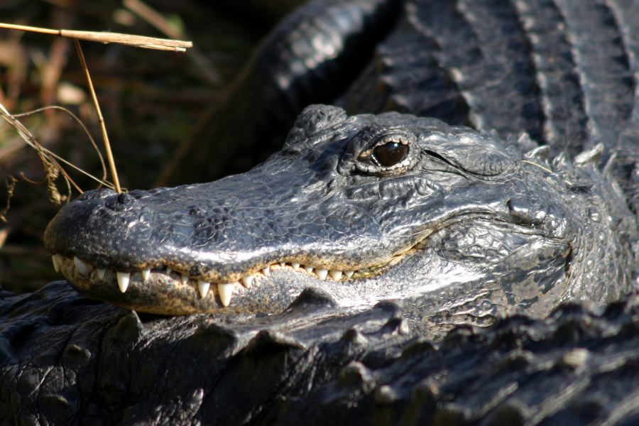 Primer plano de un aligátor americano en los Everglades
