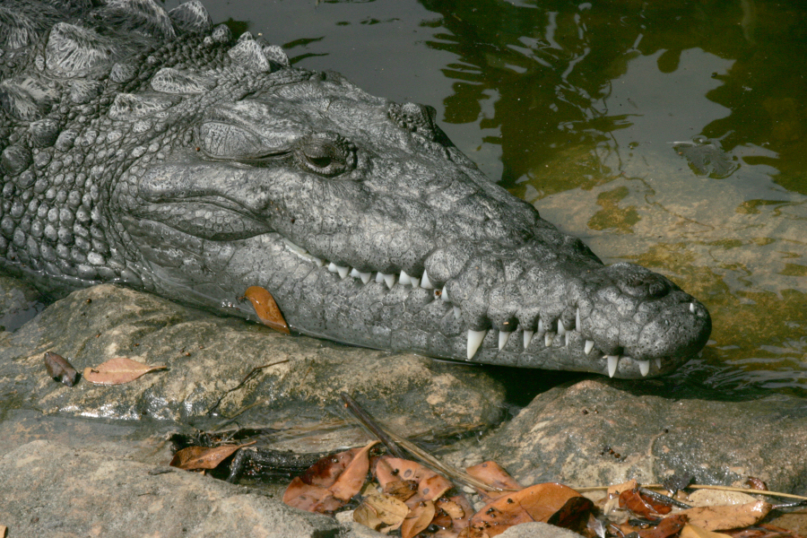 Primer plano de un cocodrilo americano junto al agua en los Everglades de Florida