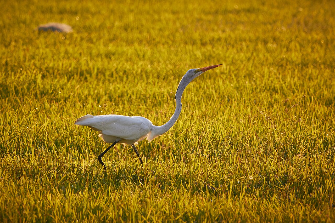 Garza blanca caminando entre la vegetación de un humedal