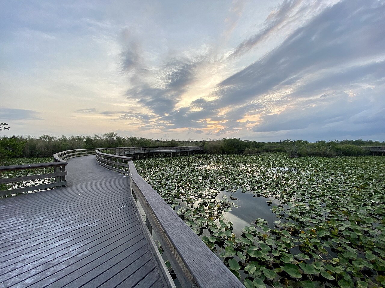 Pasarela del sendero Anhinga entre humedales de los Everglades